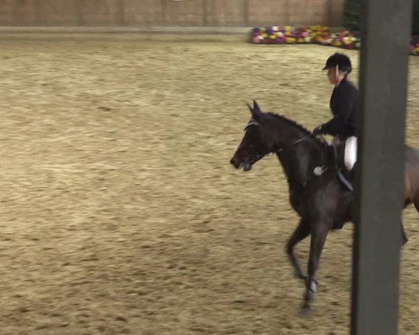 Reitturnier Goch 2016