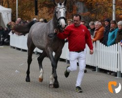 stallion Cappu-Chino Z (Zangersheide riding horse, 2017, from Cicero Z van Paemel)