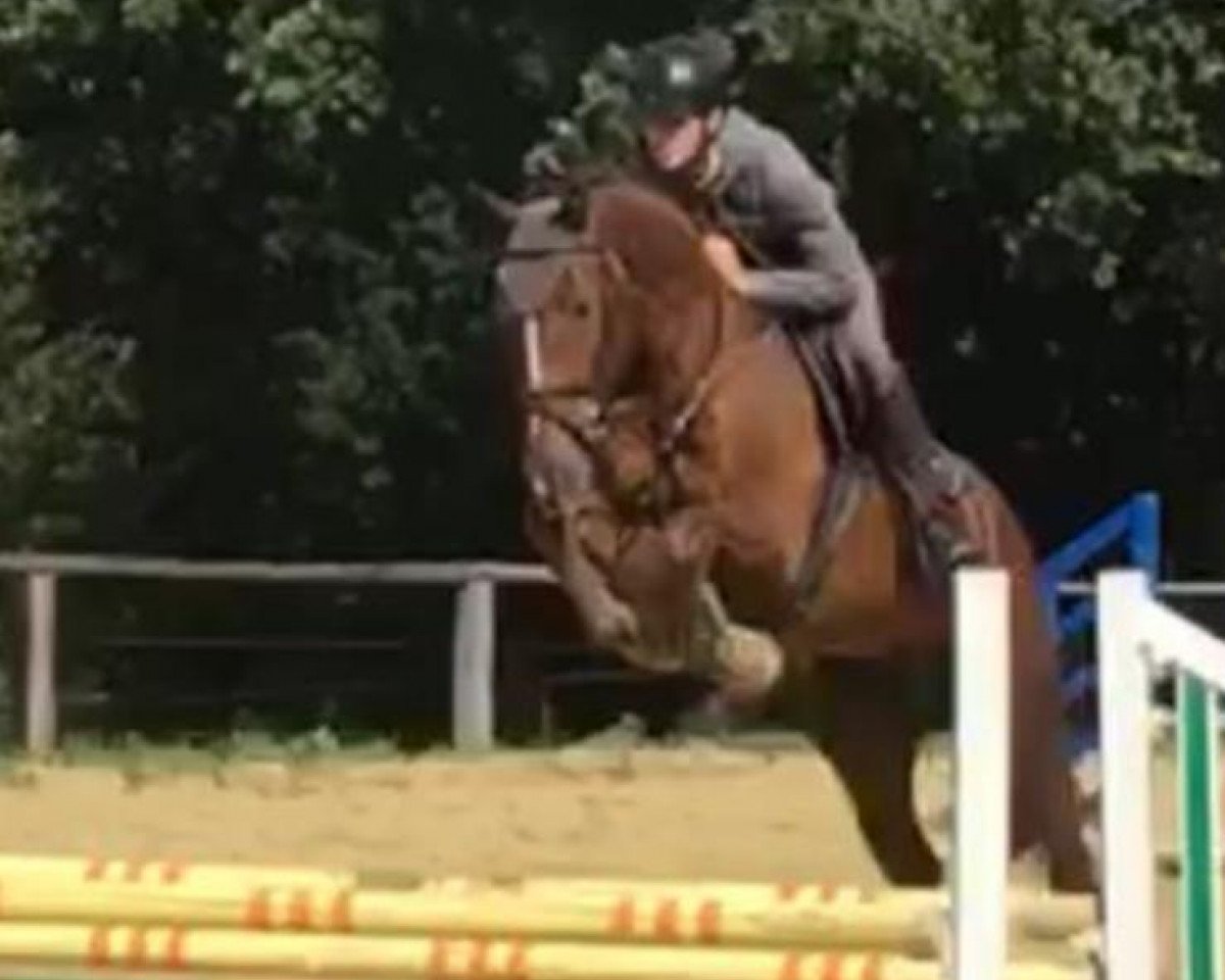 Cavallo da salto Jeremy GPH (KWPN (Warmblood olandese), 2014, di Kannan)