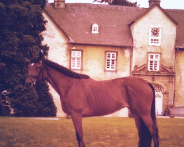 broodmare Nanna xx (Thoroughbred, 1968, from Fontanus xx)