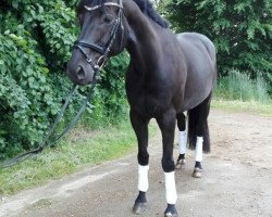 dressage horse Devil's rock (Hanoverian, 2006, from Don Frederico)