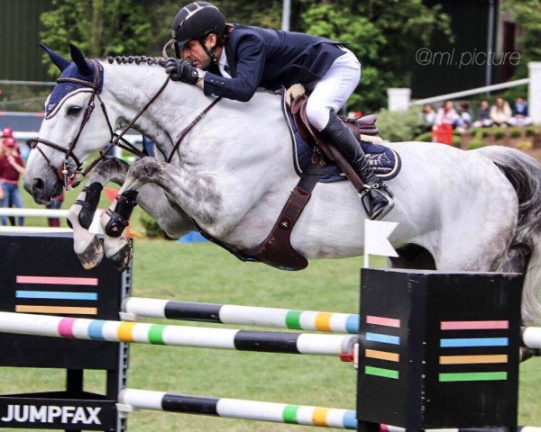 jumper Fayerbal du Ronchy (Belgium Sporthorse, 2011, from Baloubet du Rouet)