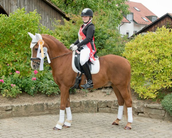 Dressurpferd Noulen (Deutsches Reitpony, 1998, von Naron)