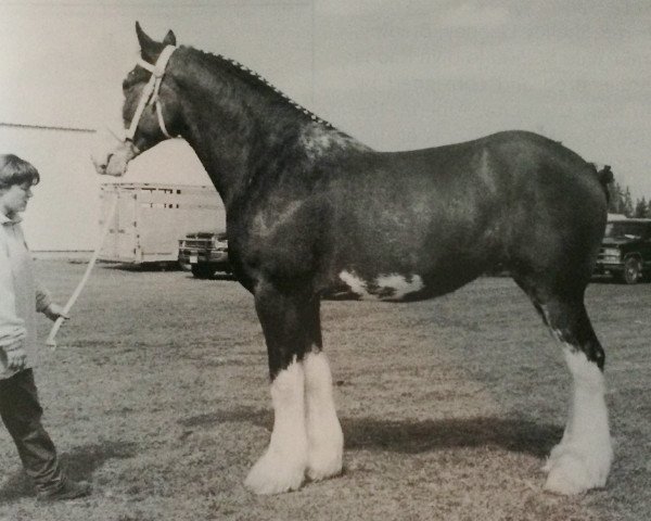 broodmare Breezy Hill Trixie (Clydesdale, 1994, from Hill Topper Perfect Motion) broodmare Breezy Hill Trixie (Clydesdale, 1994, from Hill Topper Perfect Motion)