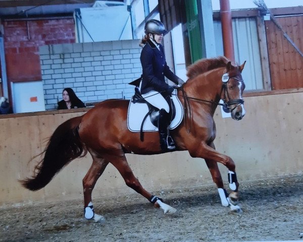 jumper Vitoleron (Oldenburg, 2014, from Valeron)