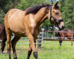 Pferd Quite for me (Westfale, 2019, von Qaside Md)