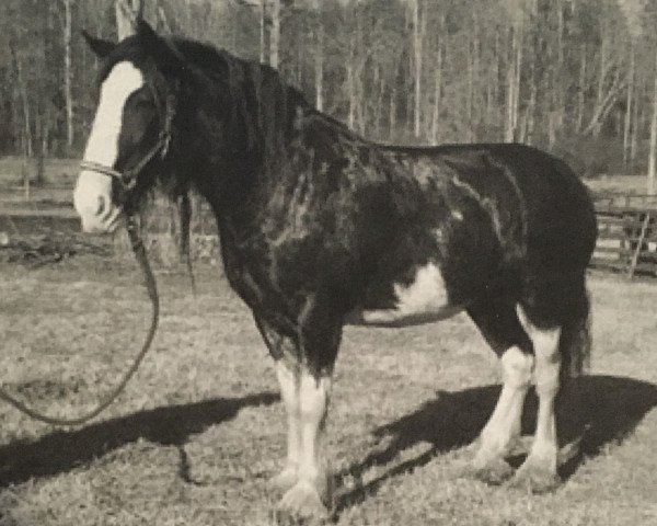 broodmare Kuusamo Charm's Choice (Clydesdale, 1999, from Grandview Sir El Capitan)