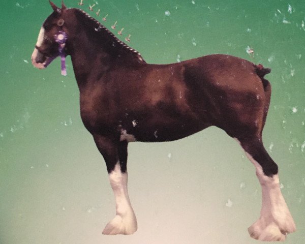 Fattrice Glennaught Sweet Nancy (Clydesdale, 2001, di Rock Haven Argyll Duncan)