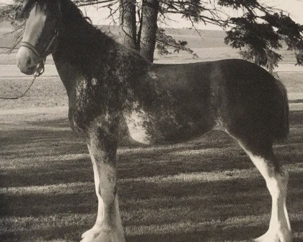 broodmare Glencoe Sweet Roxie (Clydesdale, 2004, from Hughes' Liveoak Candy's Spanky)