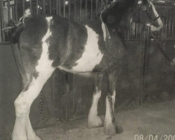broodmare Centerlines Jazmin (Clydesdale, 2005, from S B H Revelation)