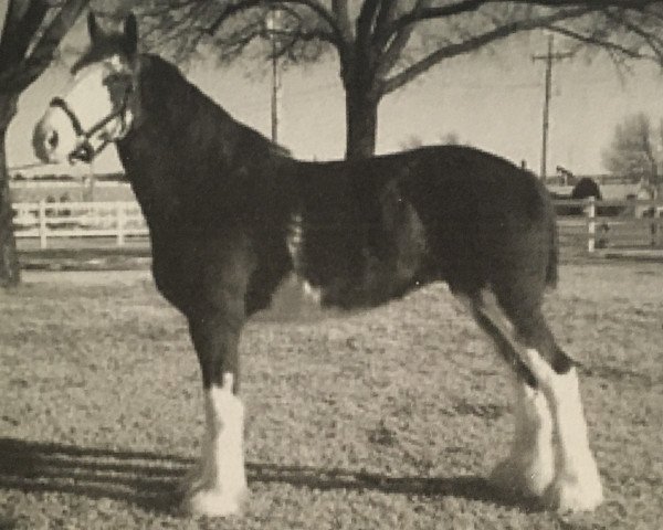 broodmare Battle River Robyn (Clydesdale, 2004, from Grandview Sir El Capitan)
