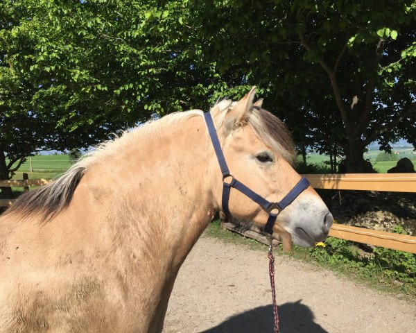 horse Mattis (Fjord Horse, 2013, from Merkur N.2743)