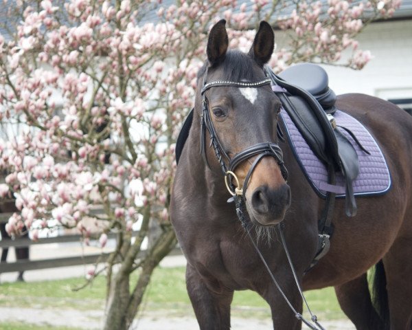 broodmare Ilaria (Trakehner, 2002, from Finley M) broodmare Ilaria (Trakehner, 2002, from Finley M)