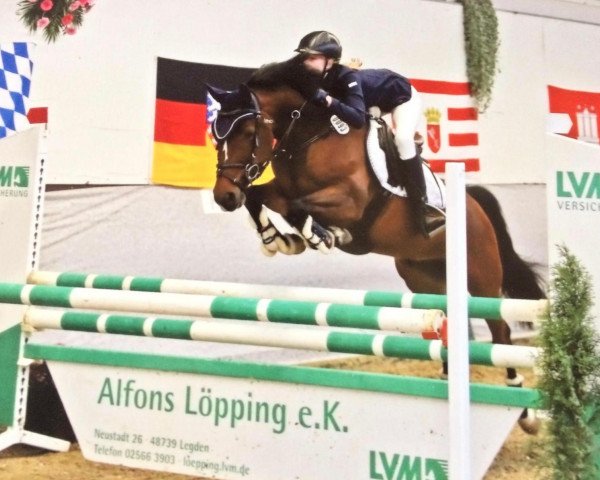 jumper Darwin 143 (German Riding Pony, 2014, from Dance On Top)