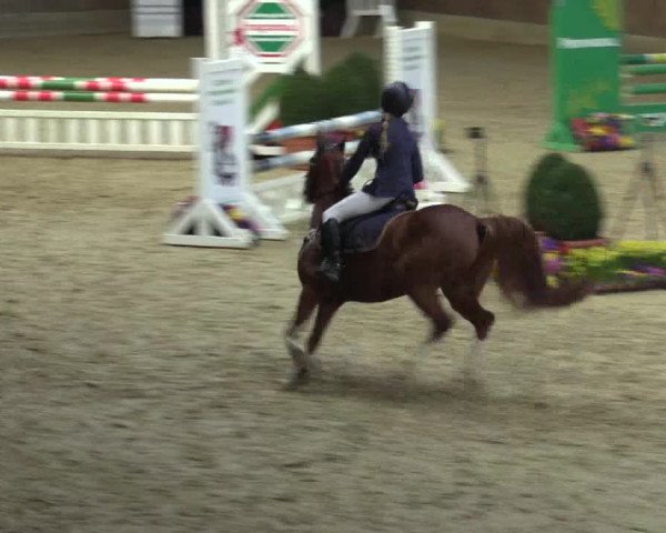 Reitturnier Goch 2016