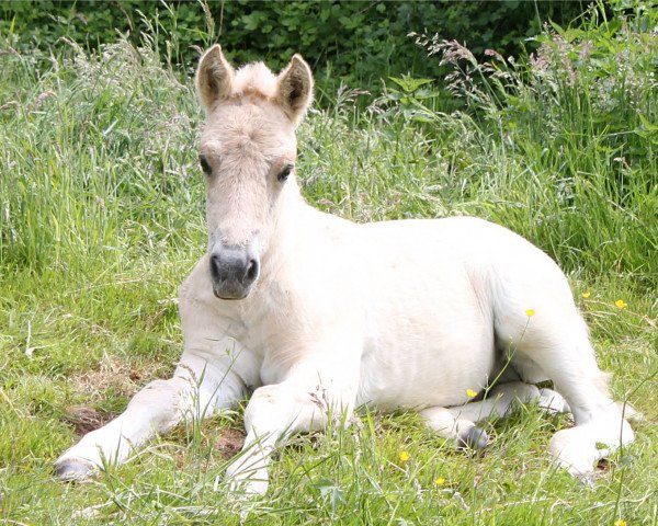 horse Kijon (Fjord Horse, 2015, from Kelvin)