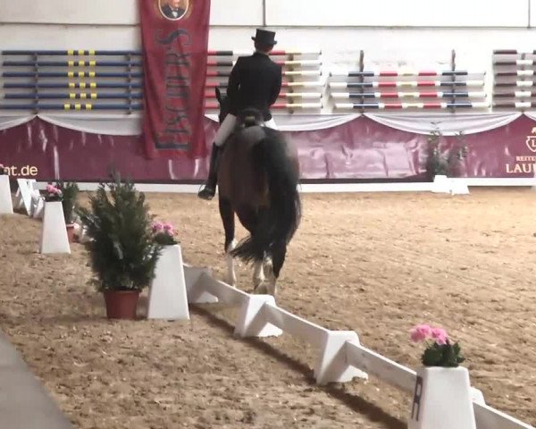 Dressurturnier Eicherloh - Laurent 2016