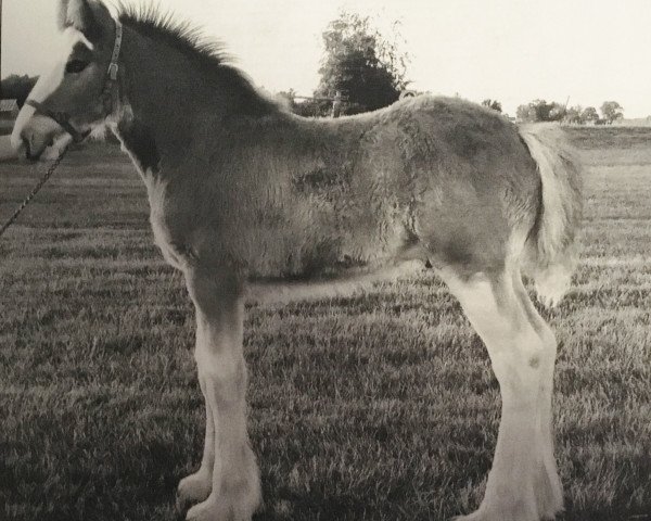 horse Centerline's Bogey (Clydesdale, 2006, from S B H Revelation) horse Centerline's Bogey (Clydesdale, 2006, from S B H Revelation)
