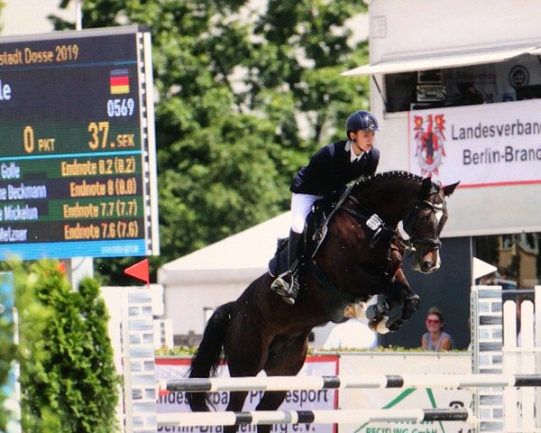jumper Henry 389 (Holsteiner, 2012, from Hirtentanz 2)
