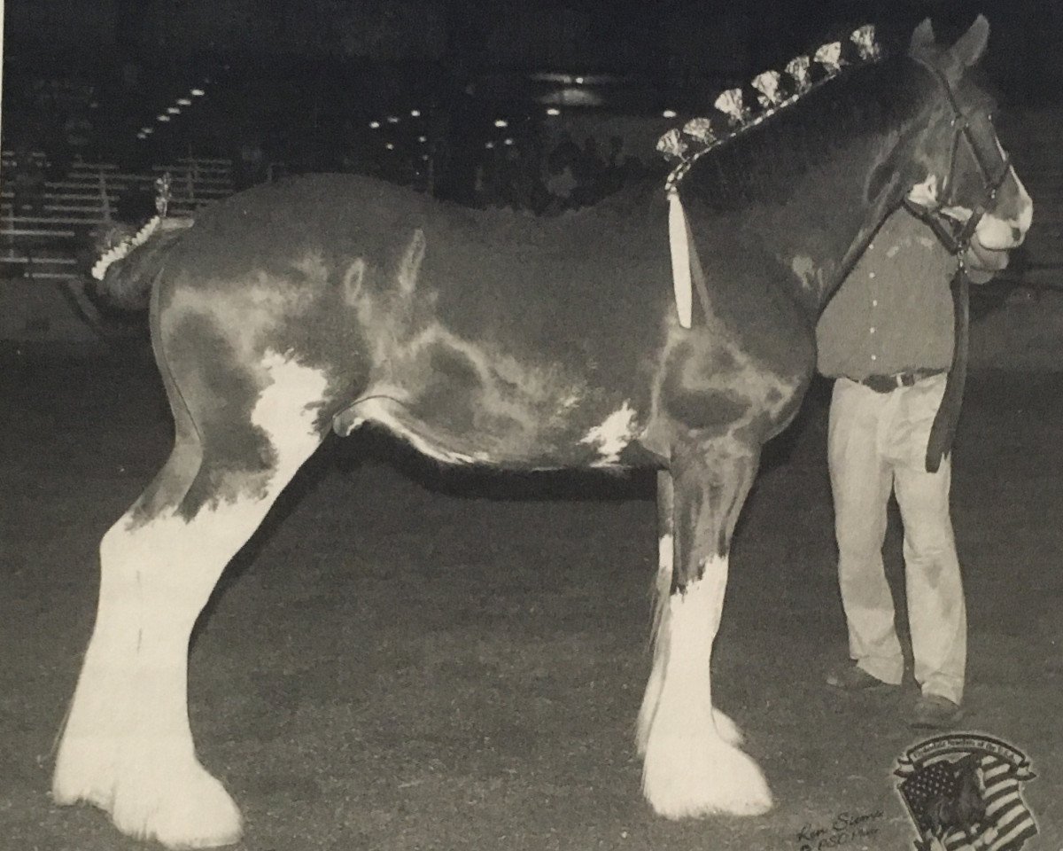 stallion Birky's Pride Preludes Hercules (Clydesdale, 2005, from Pinnacle's Prelude)
