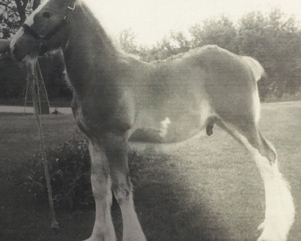 horse Mistyland Jake (Clydesdale, 2006, from South Texas Sioux) horse Mistyland Jake (Clydesdale, 2006, from South Texas Sioux)
