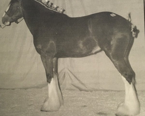 broodmare Triple Corners Stacey (Clydesdale, 2003, from Carson's Colonel J.R.) broodmare Triple Corners Stacey (Clydesdale, 2003, from Carson's Colonel J.R.)