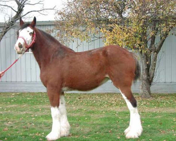broodmare Wolf Mound's Glenord Glenna (Clydesdale, 1991, from Plainsview Glenord) broodmare Wolf Mound's Glenord Glenna (Clydesdale, 1991, from Plainsview Glenord)