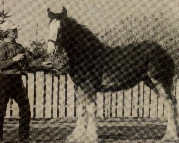 broodmare Green Leaf Queen of Shamrocks (Clydesdale, 1991, from Torrs King O'Galloway)