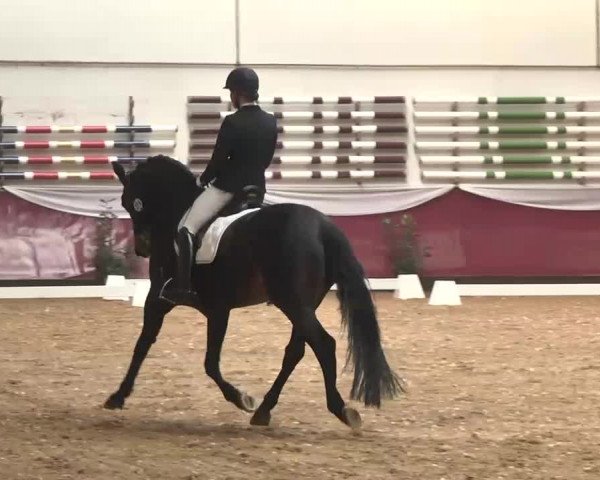 Dressurturnier Eicherloh - Laurent 2016