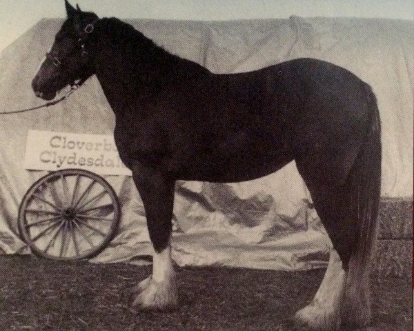 Zuchtstute Breezy Hill Rose's Perfection (Clydesdale, 1995, von Hill Topper Perfect Motion)