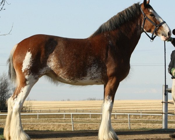 broodmare Willow Way Integra (Clydesdale, 2008, from 2S Grandeur's Sir Garrett)