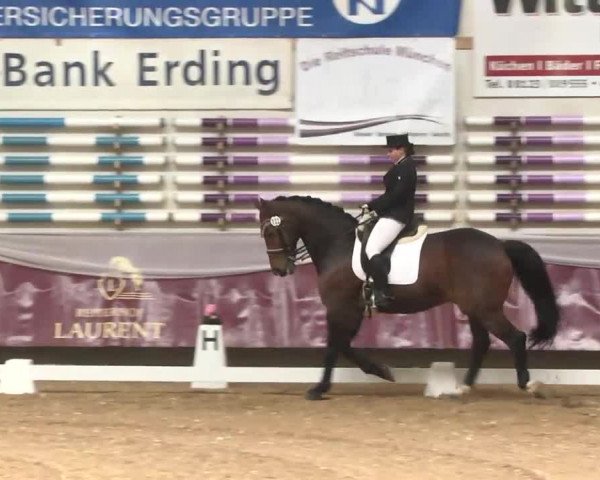 Dressurturnier Eicherloh - Laurent 2016