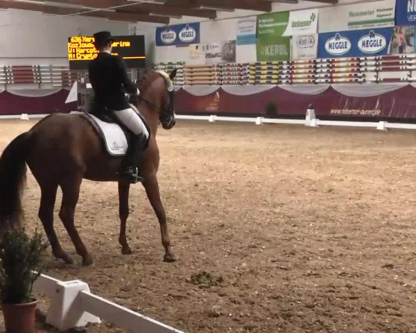 Dressurturnier Eicherloh - Laurent 2016