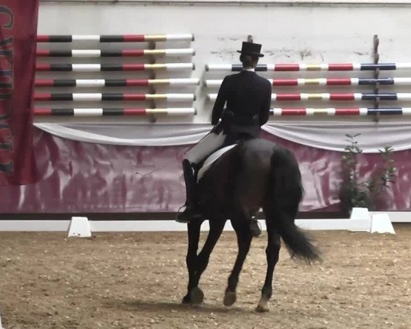 Dressurturnier Eicherloh - Laurent 2016