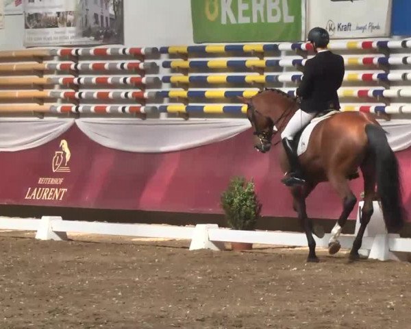 Dressurturnier Eicherloh - Laurent 2016