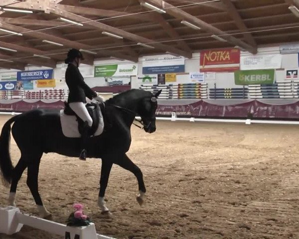 Dressurturnier Eicherloh - Laurent 2016