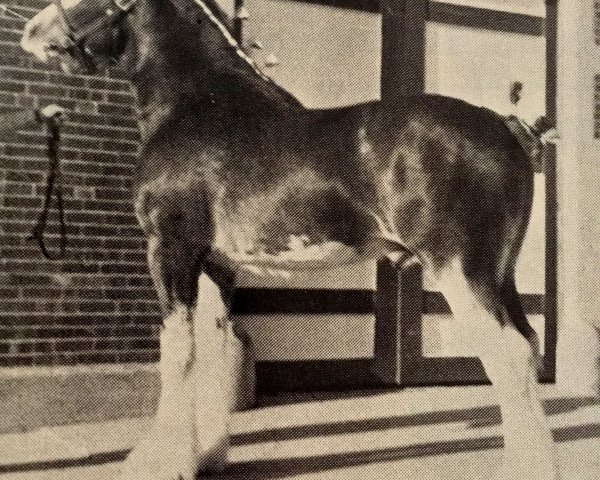 stallion Brad-Ann's Majestic (Clydesdale, 1984, from Teddy Footprint) stallion Brad-Ann's Majestic (Clydesdale, 1984, from Teddy Footprint)