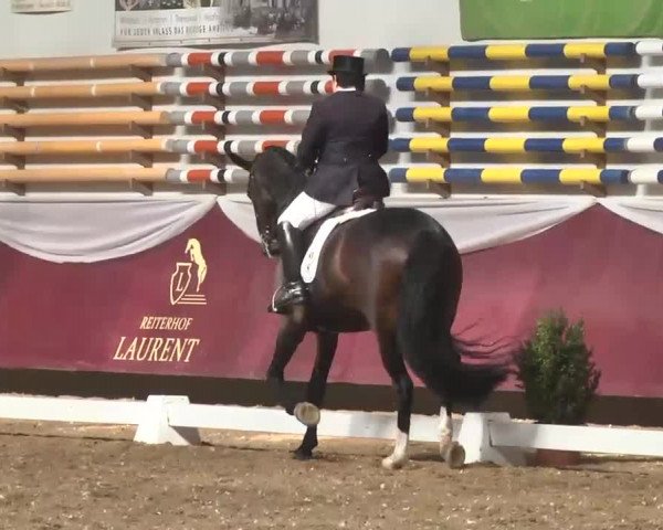 Dressurturnier Eicherloh - Laurent 2016