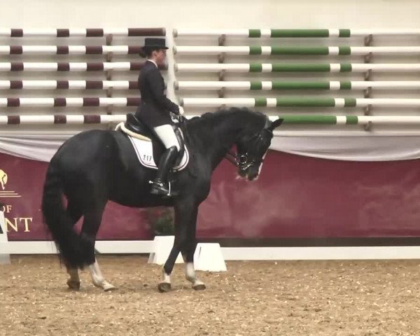Dressurturnier Eicherloh - Laurent 2016