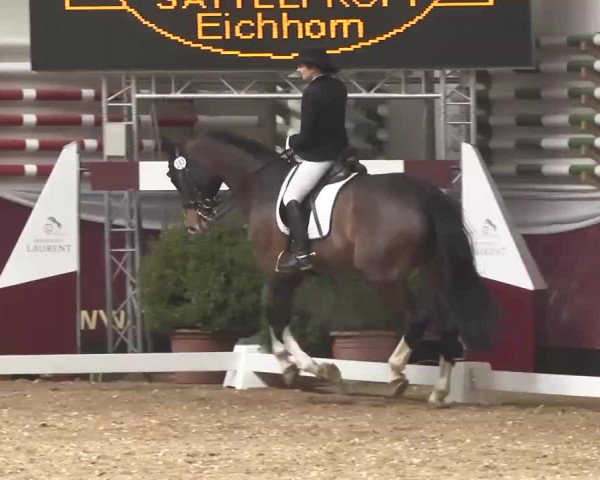 Dressurturnier Eicherloh - Laurent 2016