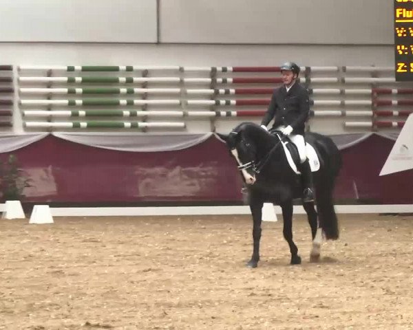 Dressurturnier Eicherloh - Laurent 2016