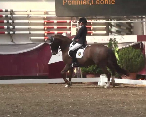 Dressurturnier Eicherloh - Laurent 2016