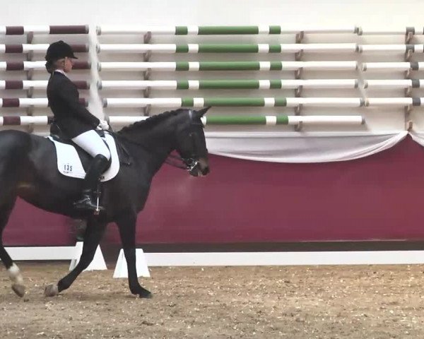 Dressurturnier Eicherloh - Laurent 2016