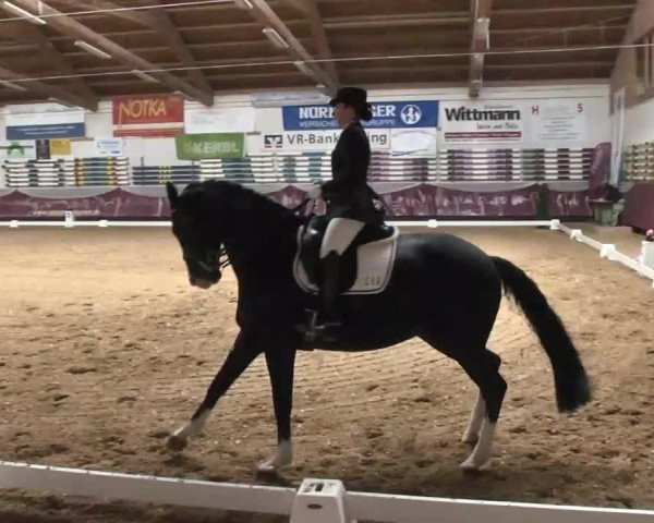 Dressurturnier Eicherloh - Laurent 2016