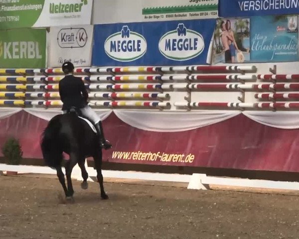 Dressurturnier Eicherloh - Laurent 2016