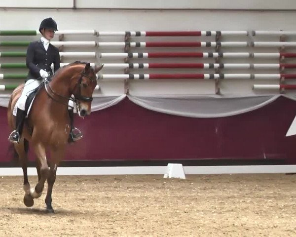 Dressurturnier Eicherloh - Laurent 2016