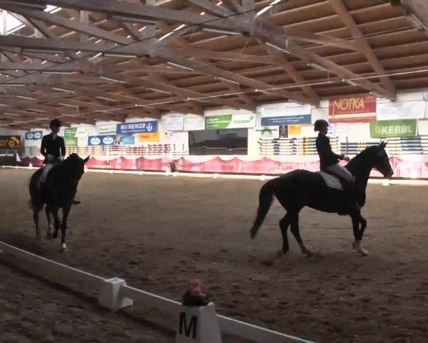 Dressurturnier Eicherloh - Laurent 2016