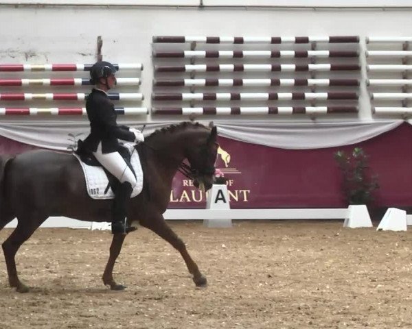 Dressurturnier Eicherloh - Laurent 2016