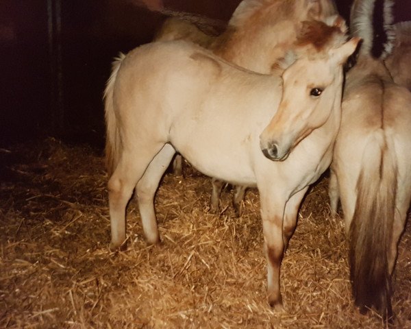 horse Idefix (Fjord Horse, 1991, from Illiano)