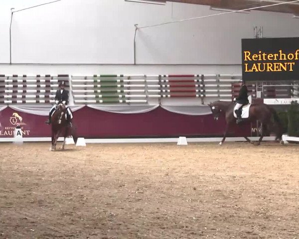 Dressurturnier Eicherloh - Laurent 2016
